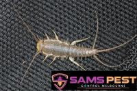 SAMS Silverfish Control Melbourne image 3